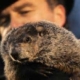 CFB Esquimalt Naval and Military Museum - Articles - Good Companions - Percy the Groundhog 2